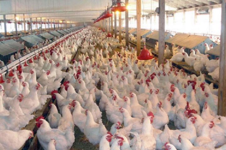 وضعیت تولید مرغ و نحوه نظارت بر فعالیت مرغداری