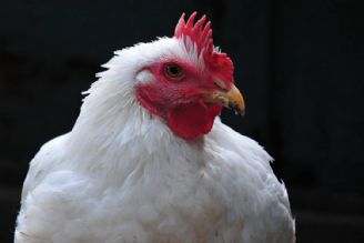 مشكلات تولید مرغ گوشتی در ایران