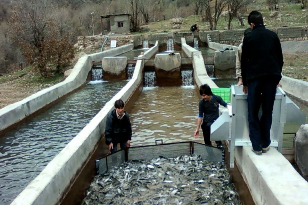 اشتغال آفرینی در حوزه صنعت شیلات و آبزی پروری