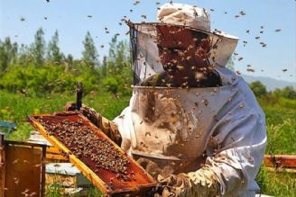 زنبورداران نیاز به دریافت تسهیلات دارند