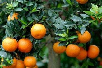 از درمان سرماخوردگی تا تقویت سیستم ایمنی بدن؛ با خواص دارویی میوه نارنج