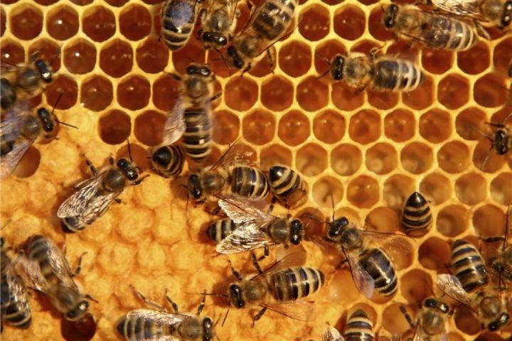 ظرفیت های پرورش زنبور عسل