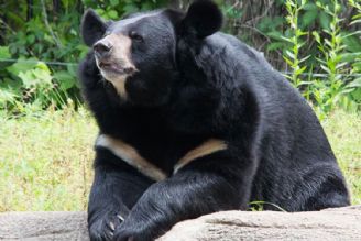 خرس سیاه آسیایی؛ نشان قدرت و زیبایی