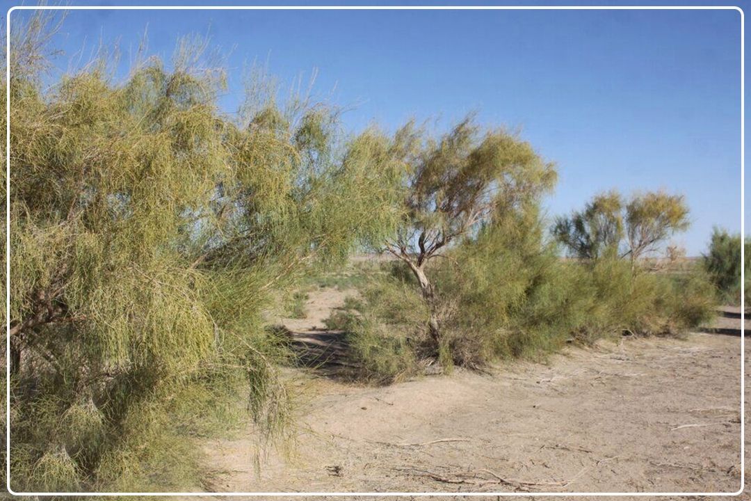 ملارد پیشگام در حفظ آب‌های زیرسطحی با پروژه تثبیت خاك