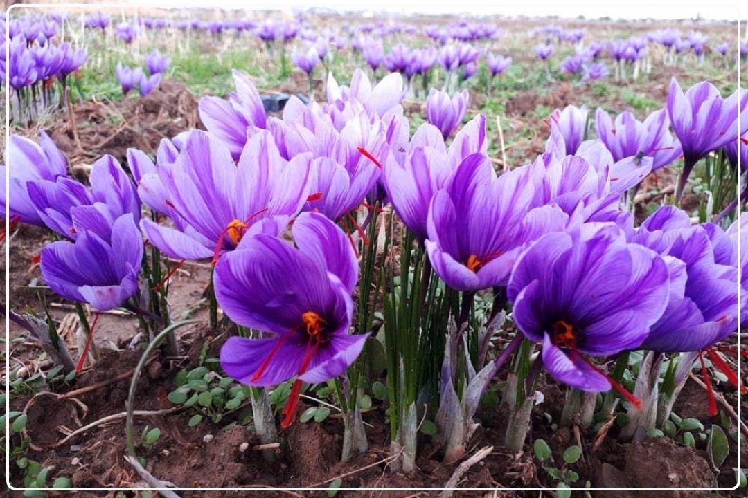 ثبت برند ملی زعفران ایرانی در سازمان جهانی مالكیت فكری