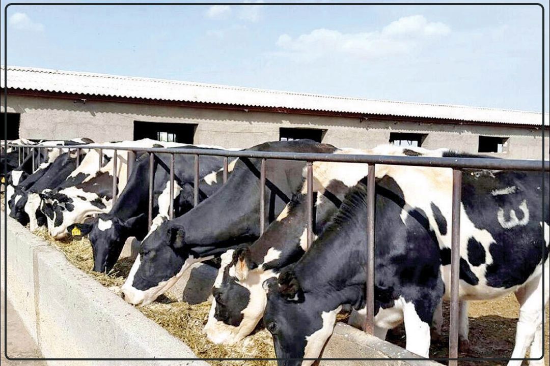 افزایش تلفات دامی در تهران؛ منشأ ویروس واردات گوشت و دام