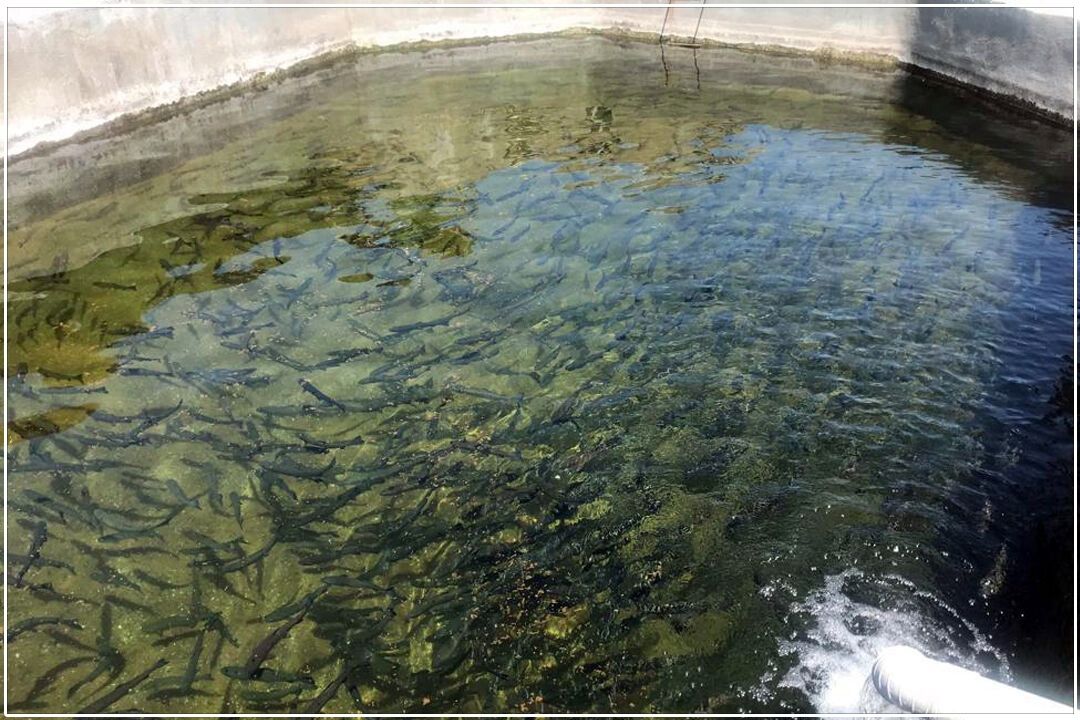 هدف‌گذاری تولید 2.6 میلیون تن آبزی؛ نقشه راه جدید برای توسعه اقتصاد دریامحور ایران