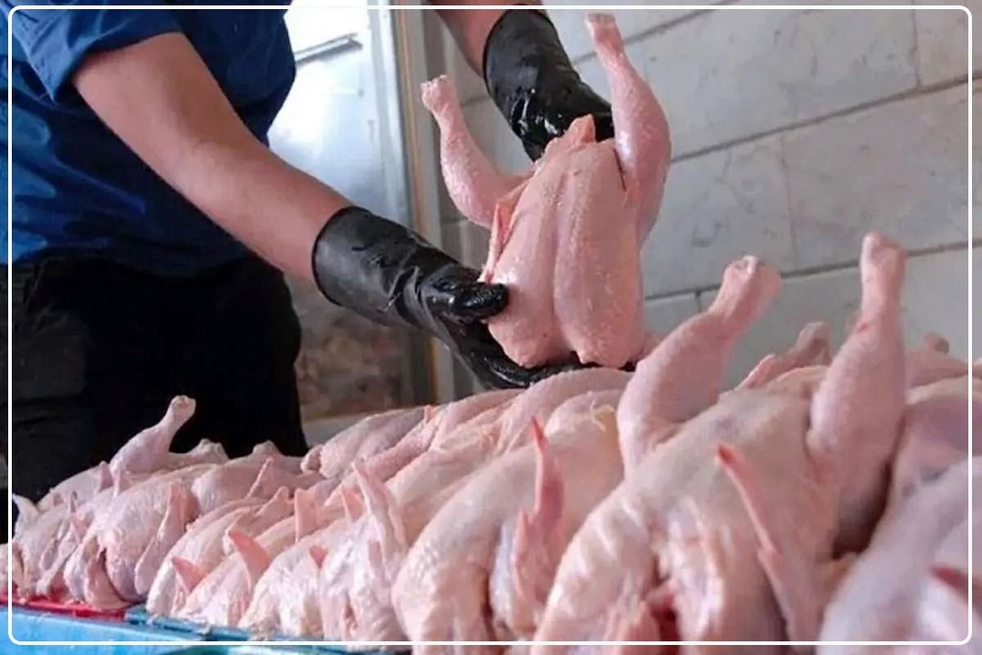 تأخیر در تأمین نهاده‌ها، بازار مرغ را تهدید می‌كند