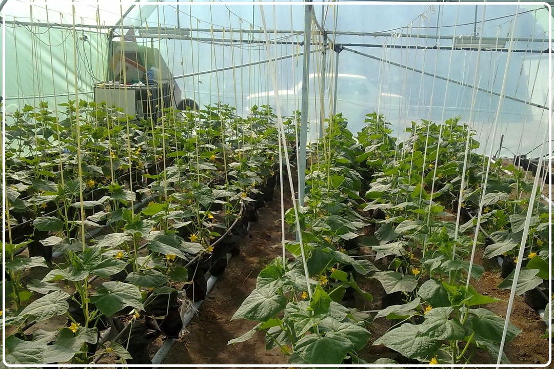 كشاورزی ورامین؛ پیشران امنیت غذایی و توسعه صادرات