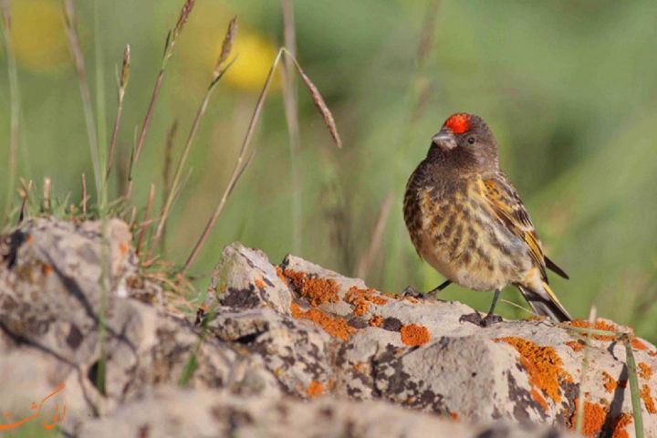 حفاظت از پرندگان با توسعه صنعت پرنده نگری