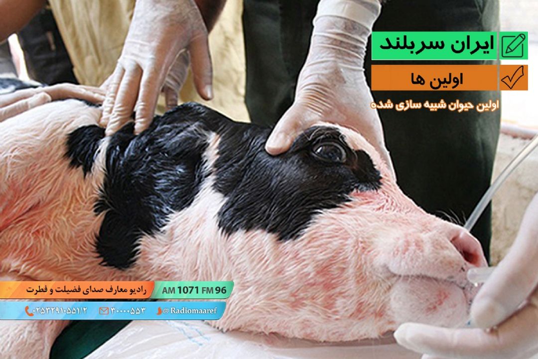 اولین ها  –  اولین حیوان شبیه سازی شده