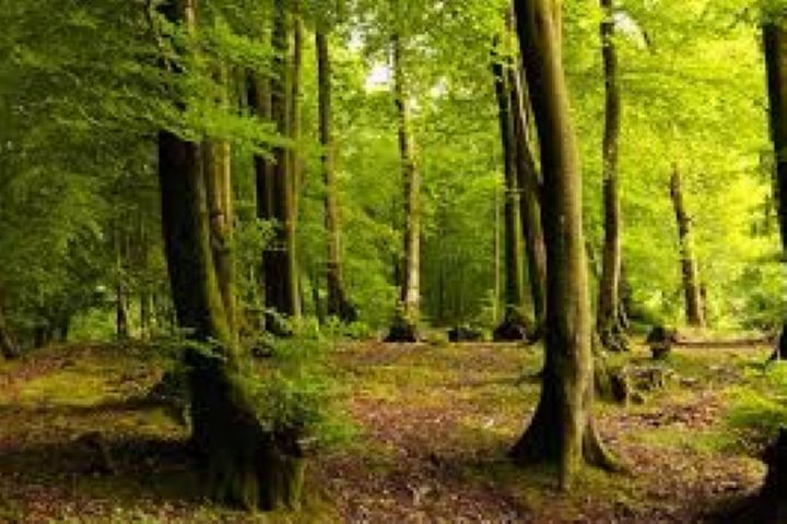 جنگلهای هیرکانی ایران مادر جنگلهای اروپا