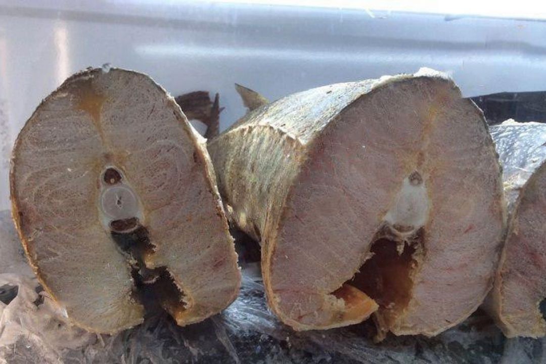 تولید 6 تن گوشت ماهی خاویار در شهرستان سبزوار