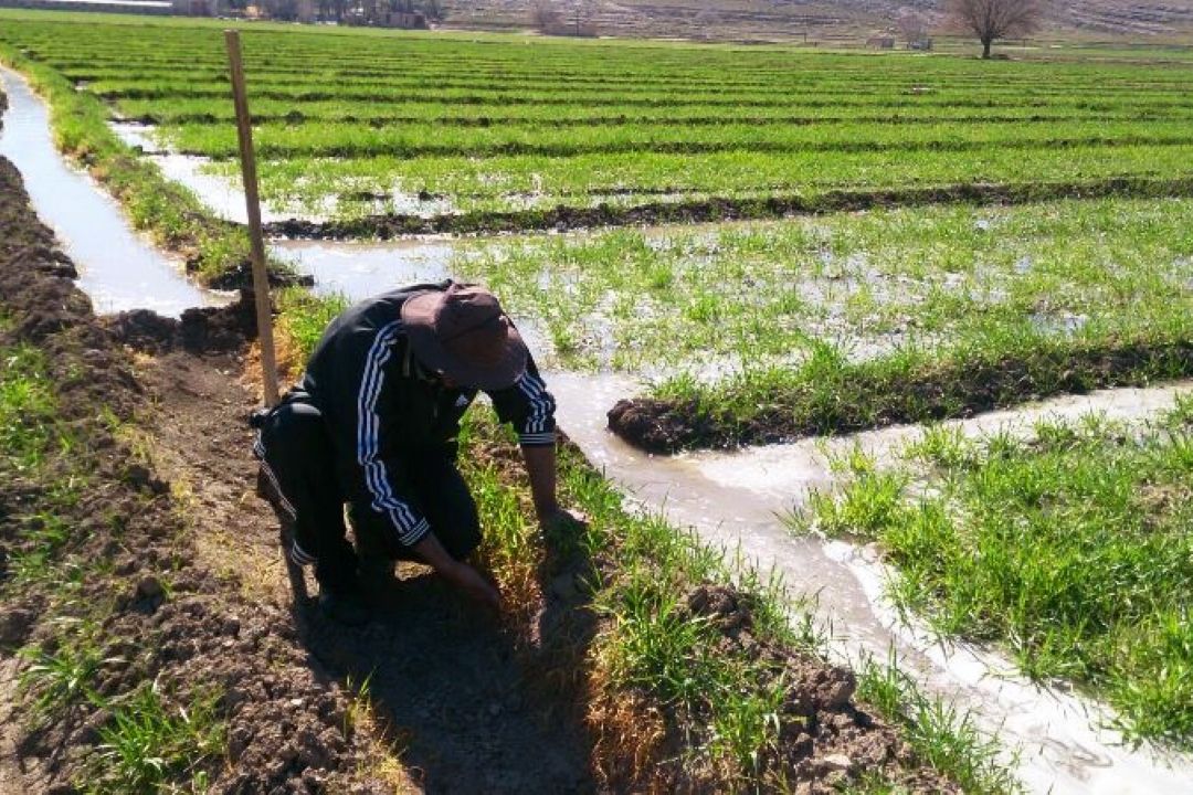 اهمیت طرح الگوی كشت