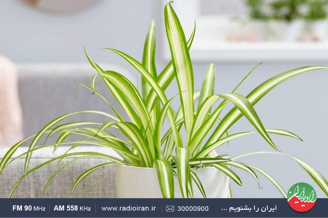 روش های نگهداری گیاه گندمی