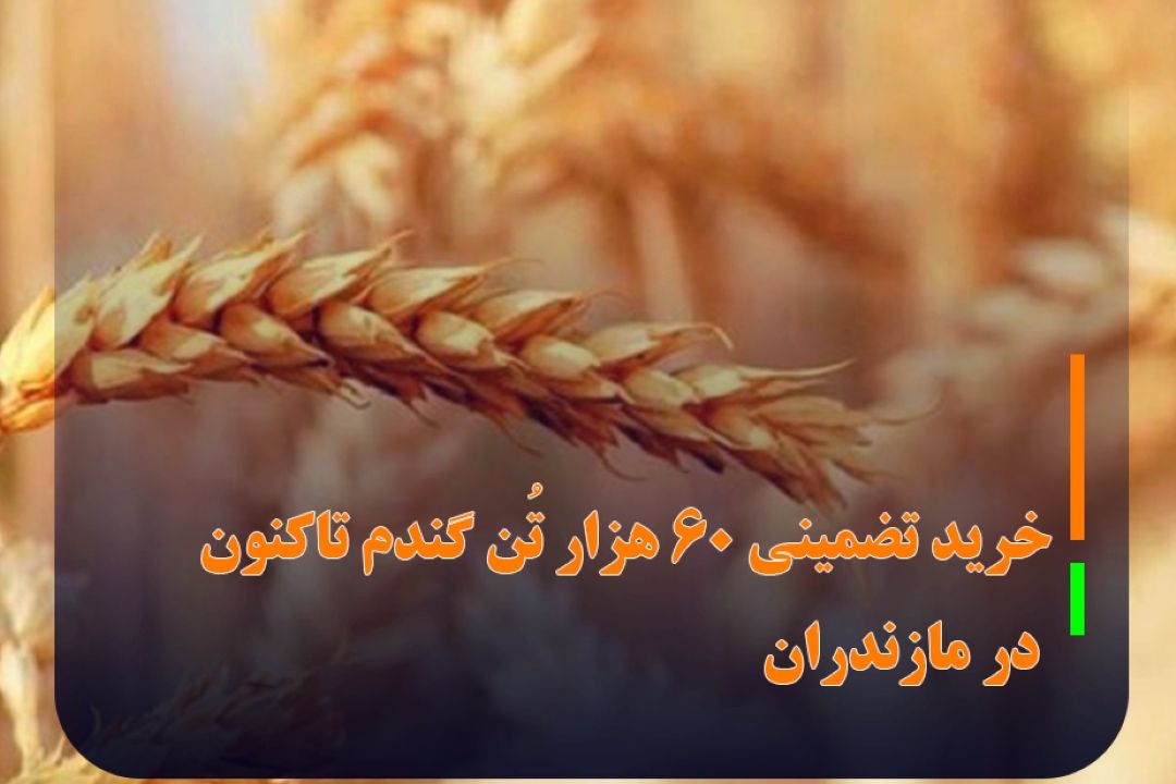 خرید تضمینی 60 هزار تُن گندم تاكنون در مازندران