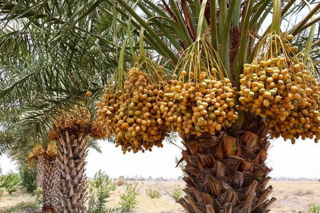 سطح زیر كشت 37 هزار هكتاری خرما در بوشهر/ سوسك‌های چوبخوار مهمترین آفات درختان خرما هستند