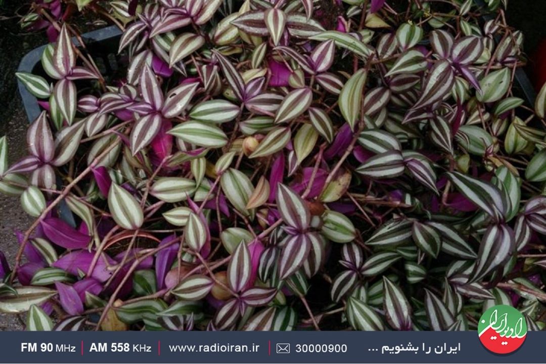 گیاهان برگ بیدی، متحیرترین گونه گیاهی 