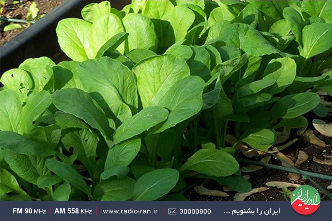 سفری به روستاهای استان تهران در گزارش عباس سنجری