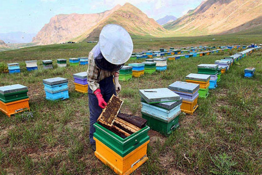 بیان مشكلات بیمه فعالیت های زنبورداری