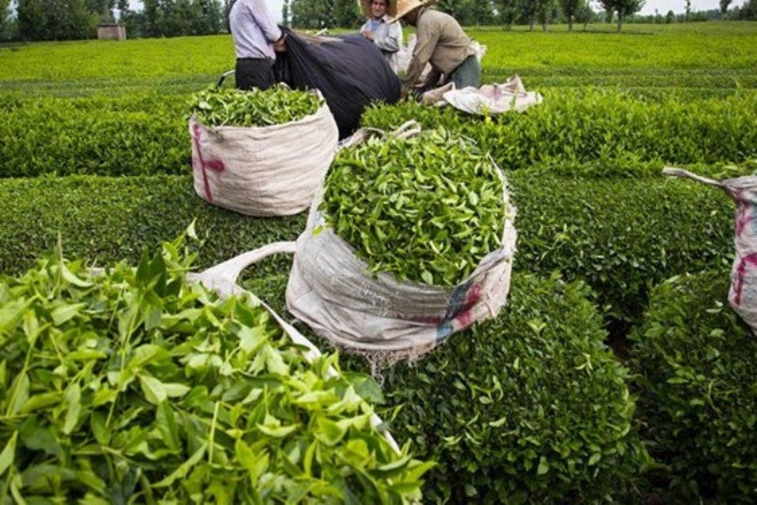لزوم اختصاص اعتبار برای بهزراعی باغات و بهسازی كارخانجات چای