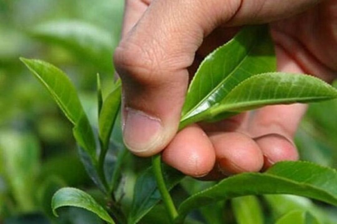  افزایش 48 درصدی بهای برگ سبز چای در سال جاری/ سرانه مصرف چای در كشور زیر یك كیلو است
