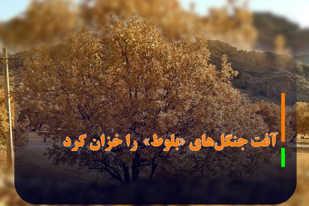 راه‌های اورژانسی مقابله با آفت «برگ خوار» چیست؟