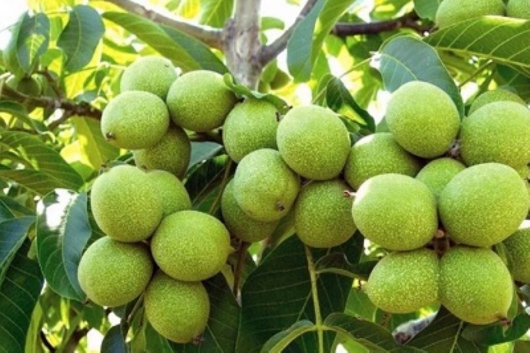 متوسط عملكرد گردو در چهارمحال بختیاری 1402 كیلو درهكتاراست