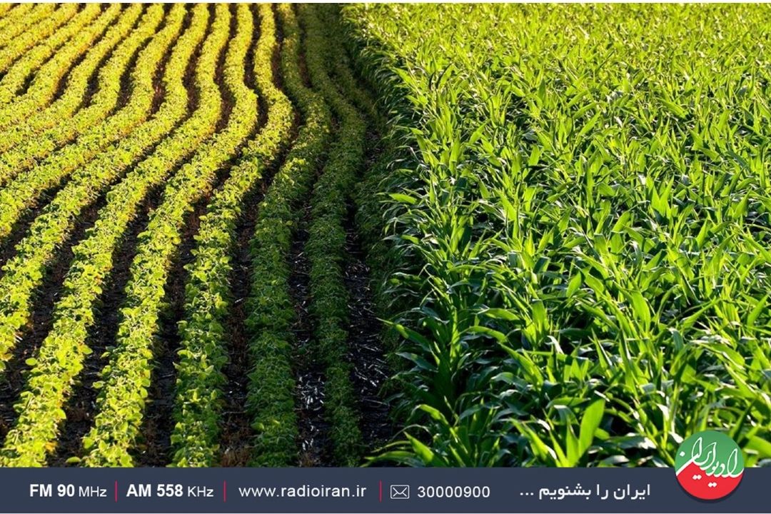 نگاهی به كشاورزی قراردادی در «ایران امروز» رادیو ایران