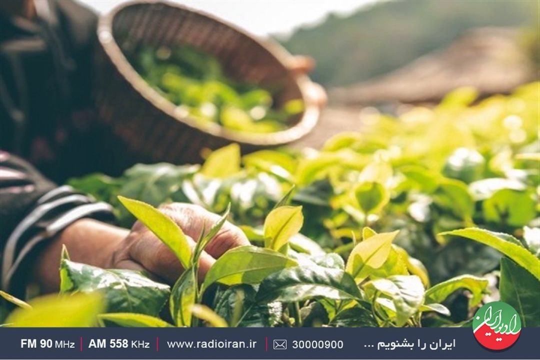 دولت امسال به كشت دیم گیاهان دارویی تسهیلات می دهد