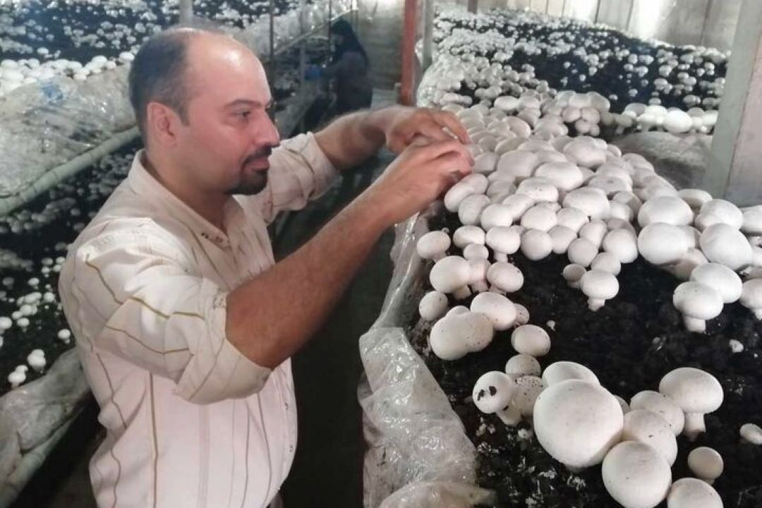 حال و روز قارچ كاران در ایران خوب نیست/لزوم ترویج مصرف قارچ در  كشور 