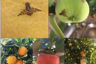 اطلاعات لازم برای مقابله با مگس میوه در اختیار باغداران مازندرانی قرار گرفته است