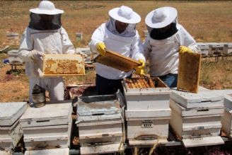 حذف استاندارد اجباری عامل افت شدید صادرات عسل در كشور