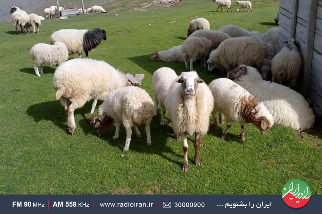 همه چیز در مورد طرح دامپروری قراردادی در رادیو ایران