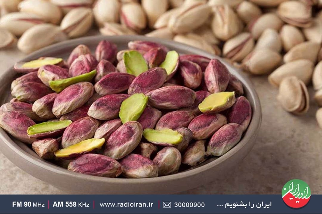 بیشتر باغ های پسته در تایباد جوان هستند