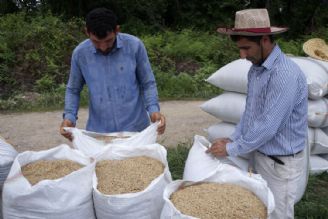 تولید برنج در كشور به مرز 2.5 میلیون تن رسید