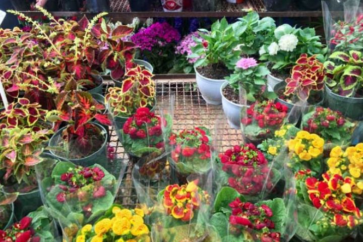 خسارت سنگین به صنعت گل و گیاه ایران در دوران كرونا/ وجود 10 بازار گل در تهران