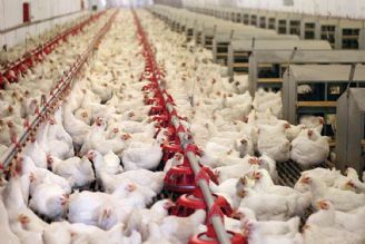 افزایش 5 تا 6 برابری قیمت نهاده‌های تولید مرغ در كشور/ قیمت مصوب مرغ اصلاح شود