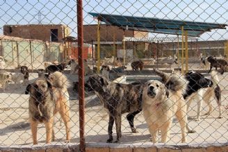عقیم سازی روزانه 12 قلاده سگ در پناهگاه حیوانات بلاصاحب در تهران