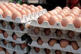 روزانه 3100 تن تخم مرغ در كشور تولید می شود