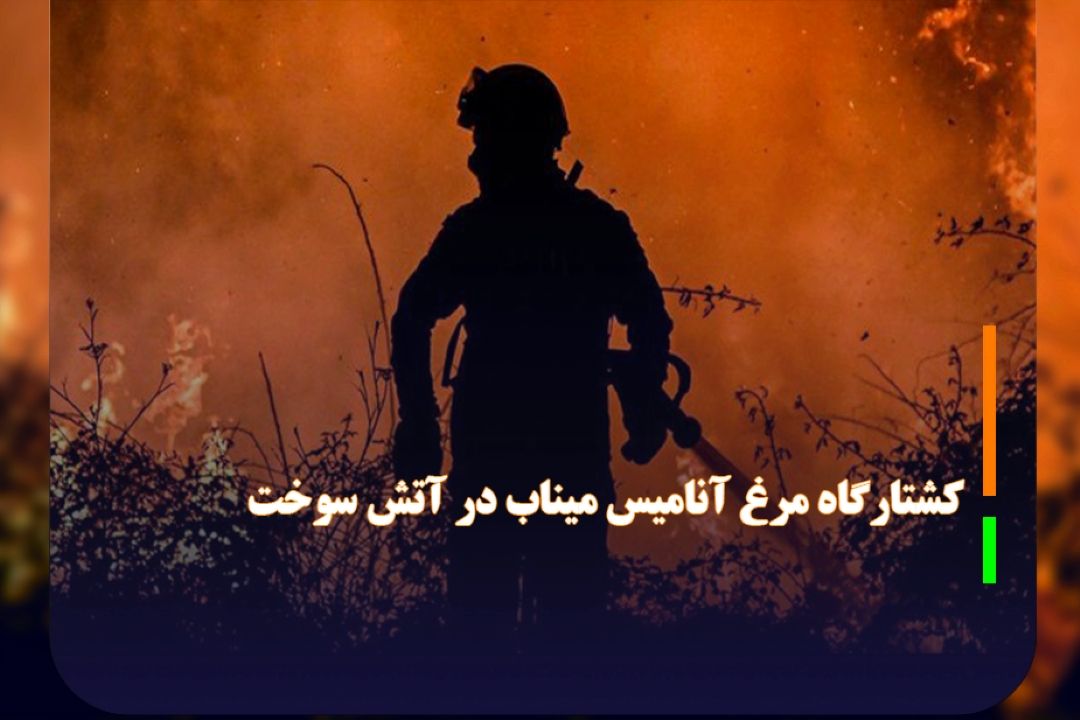 كشتارگاه مرغ آنامیس میناب در آتش سوخت