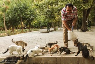 غذا دادن به گربه‌های خیابانی باعث افزایش موش‌ها شده است+فایل صوتی