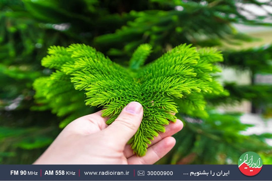 كاج مطبق یك پیشنهاد خوب برای محیط های كم نور 