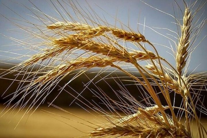خرید تضمینی 272 هزارتن گندم در لرستان