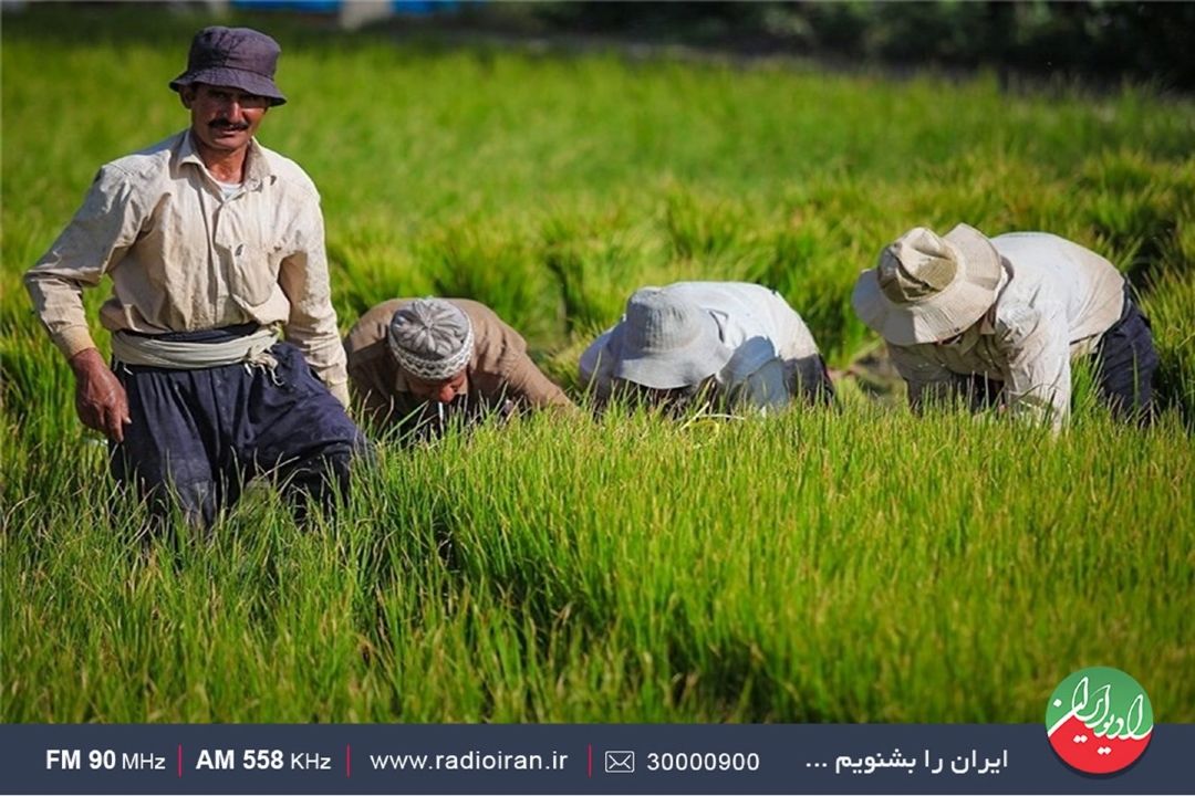 الگوی كشت برای تمامی استان ها تدوین و ابلاغ شده است