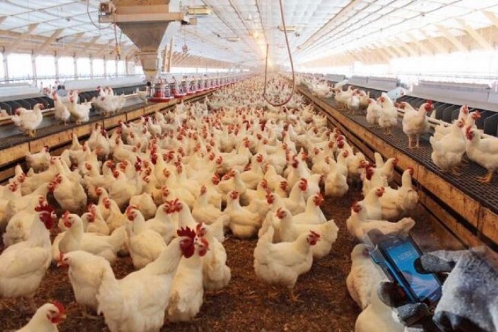 وجود 95 واحد فعال پرورش مرغ گوشتی در استان تهران