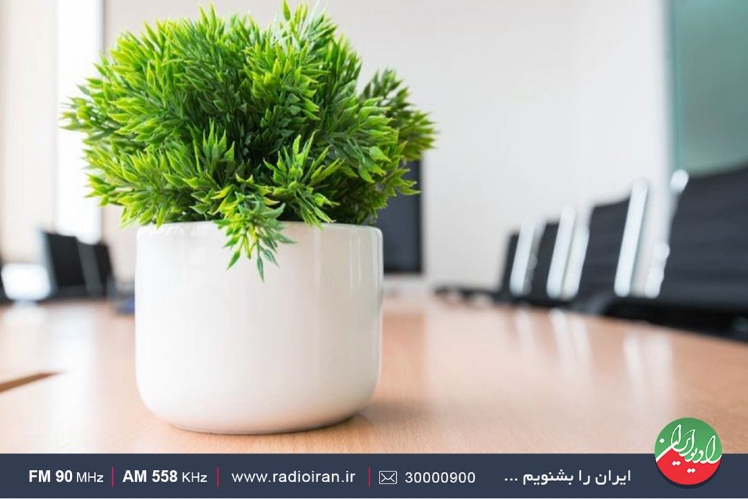 نكاتی شنیدنی درباره رشد و نگهداری گیاهان