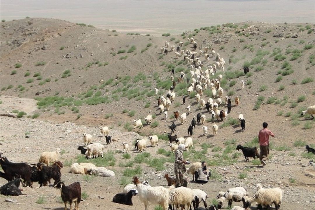 بررسی مشكلات جامعه عشایر به عنوان تامین كننده گوشت قرمز كشور