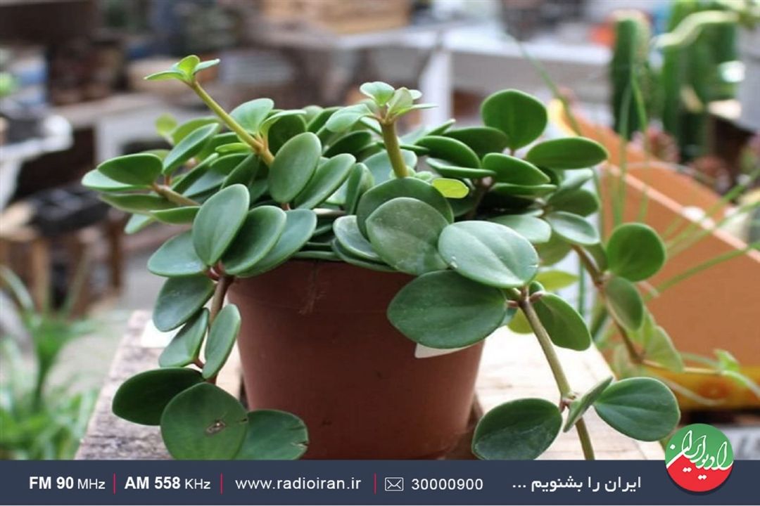گیاه قاشقی؛ گیاهی زیبا، فانتزی و كوچك 