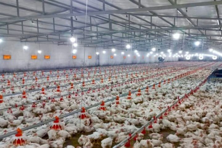 علل افزایش قیمت مرغ در روزهای اخیر و بازار مرغ لاین آرین